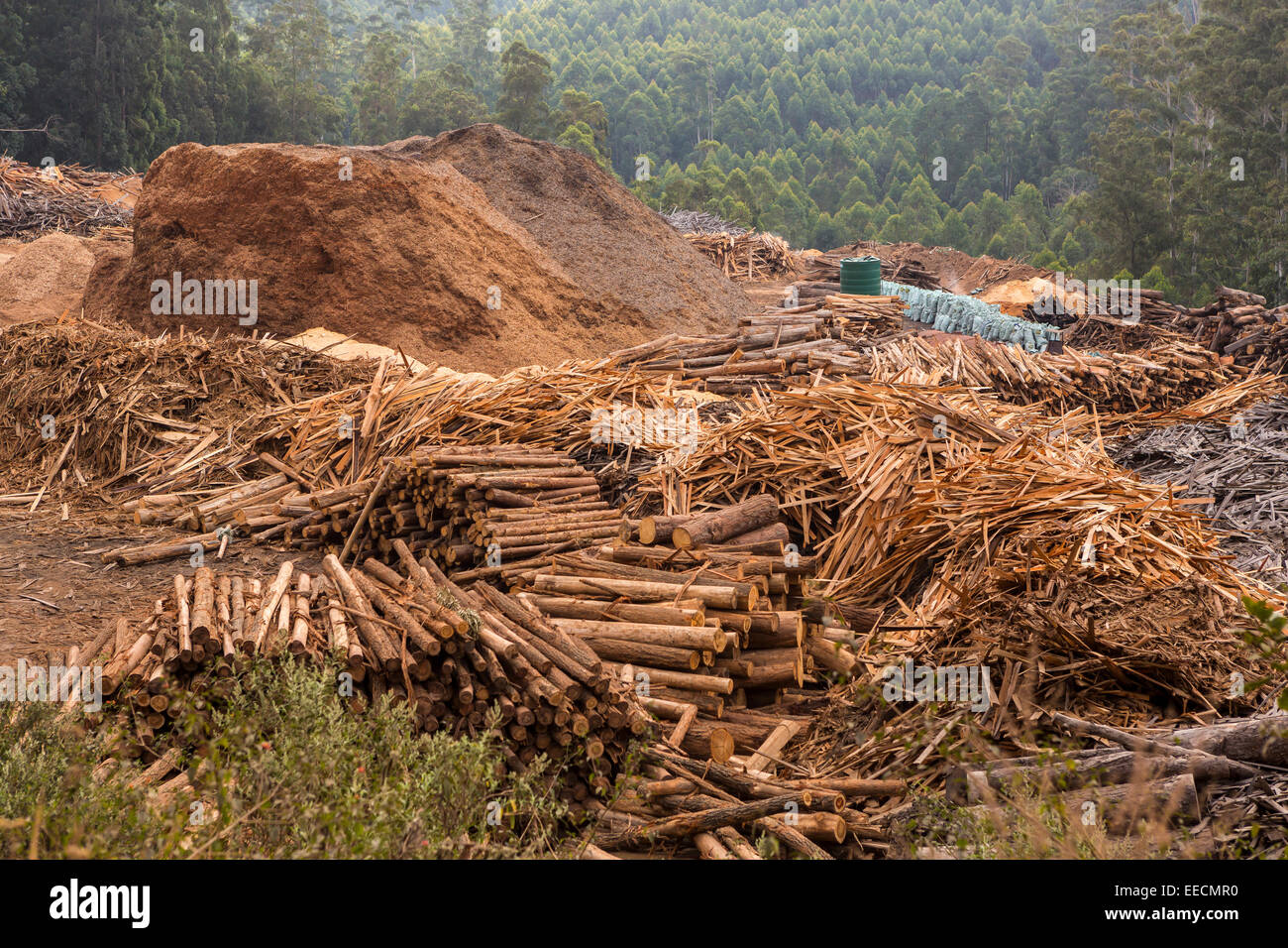 SWAZILAND, AFRICA - Timber industry in Hhohho District. Piles of timber, sawdust and slash near mill. Stock Photo