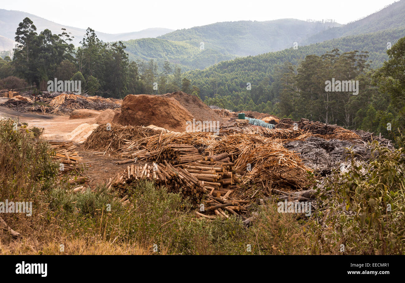 SWAZILAND, AFRICA Timber industry in Hhohho District. Piles of timber