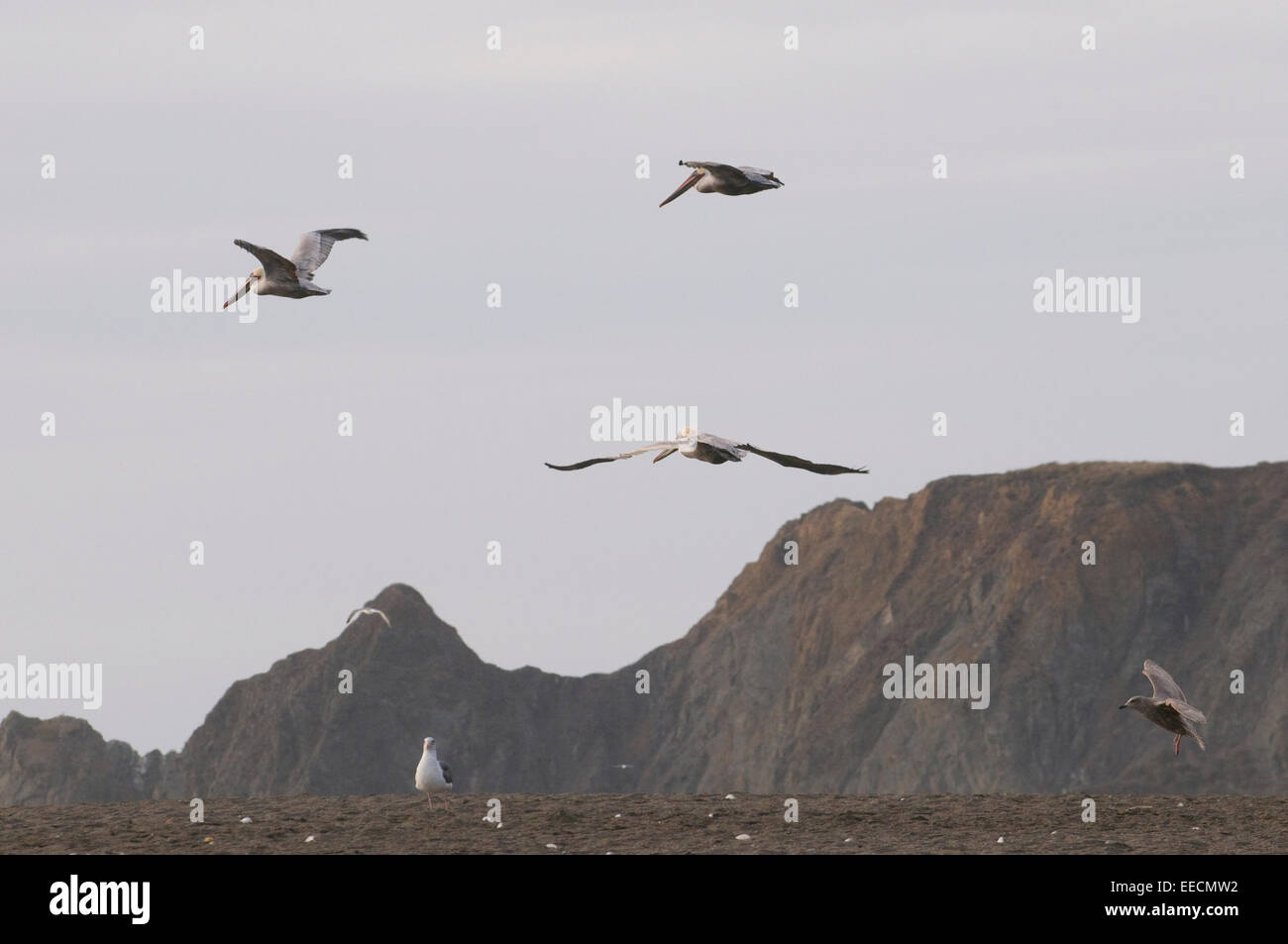 Brown Pelicans in flight over the Pacific Californian coast USA Stock Photo
