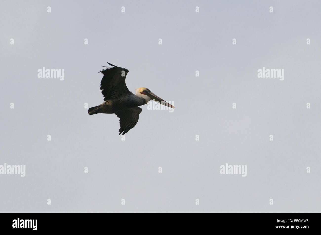 Brown Pelican in flight over the Pacific Californian coast USA Stock Photo