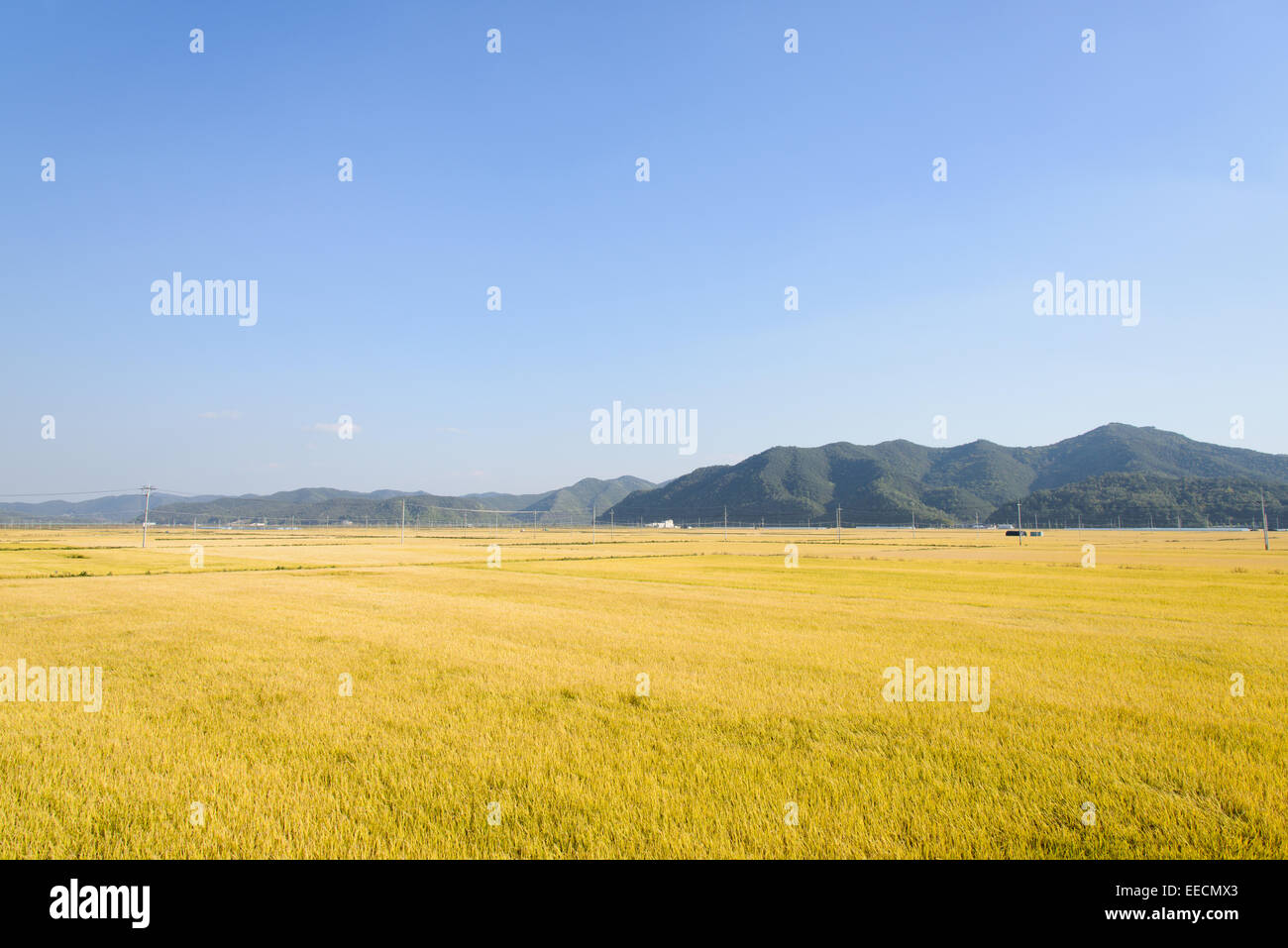 view of full ripen golden rice paddy in autumn, located in Andong-si, Korea Stock Photo