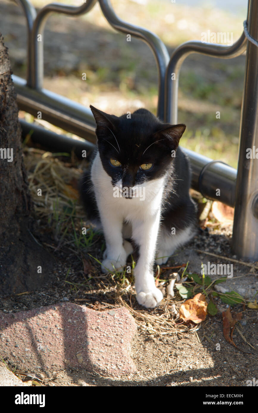 stray black and white cat on pavement Stock Photo