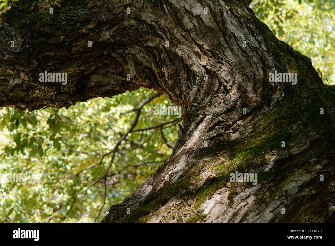 bough of old willow tree in autumn Stock Photo