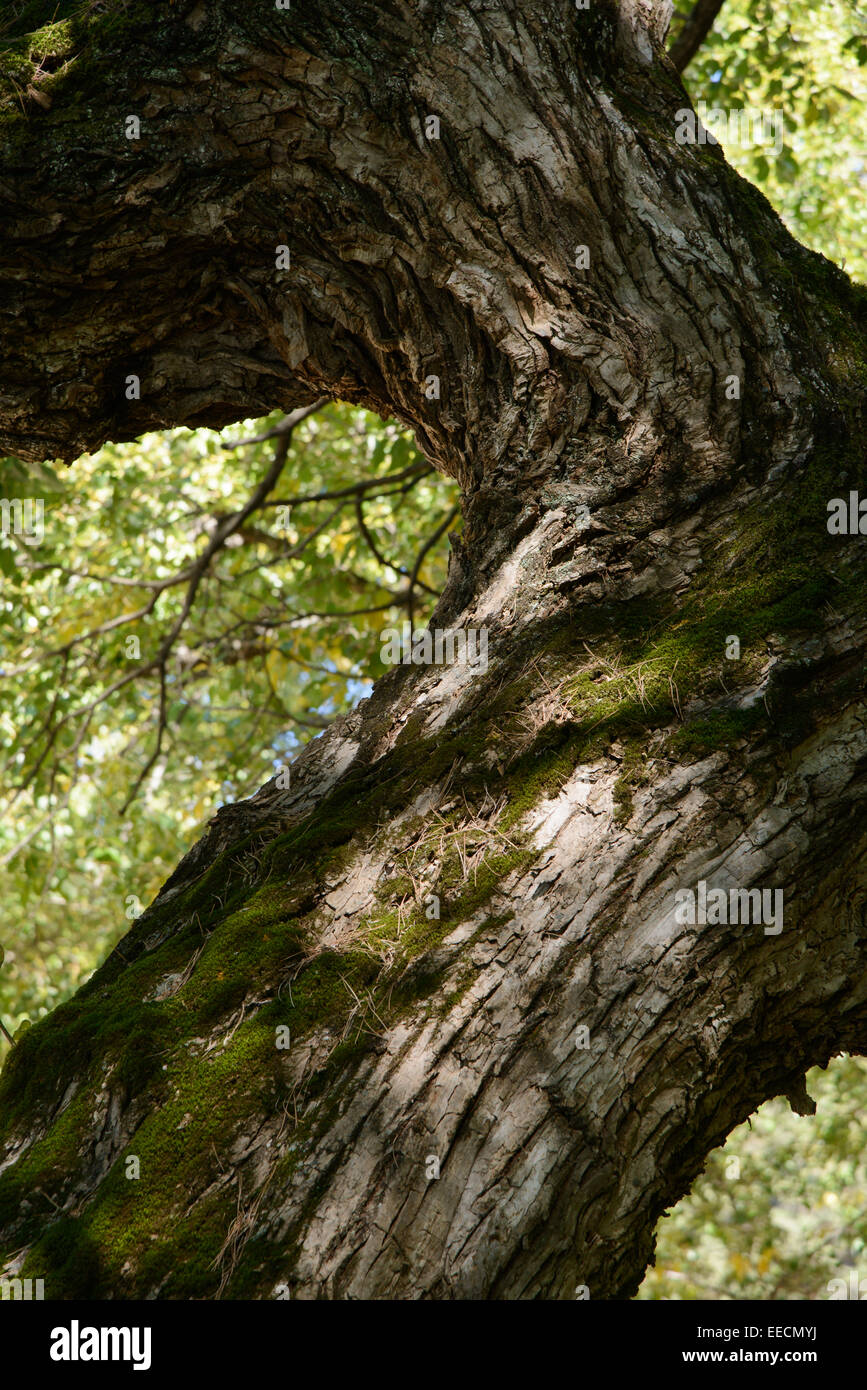 bough of old willow tree in autumn Stock Photo