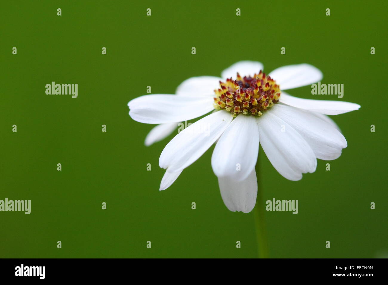 Close up of White Daisy Leucanthemum x superbum against green background Stock Photo