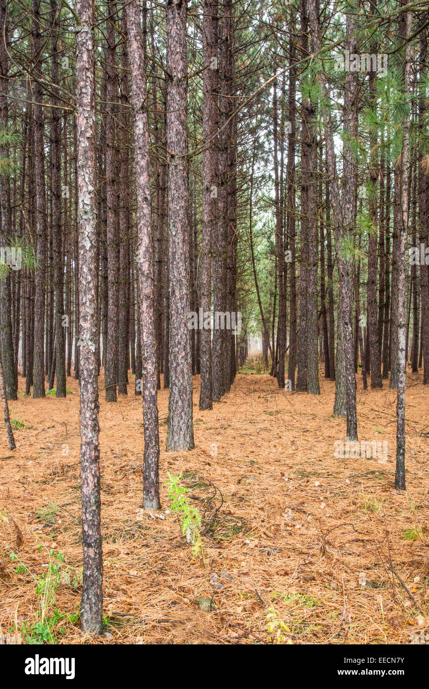 Red pine plantation (Pinus resinosa), Sudbury, Ontario, Canada Stock Photo