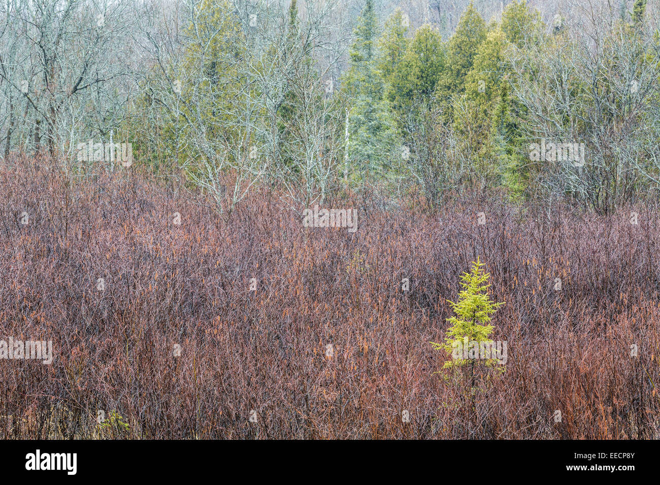 Spruce in wetland in rain, Worthington, City of Greater Sudbury, Ontario, Canada Stock Photo