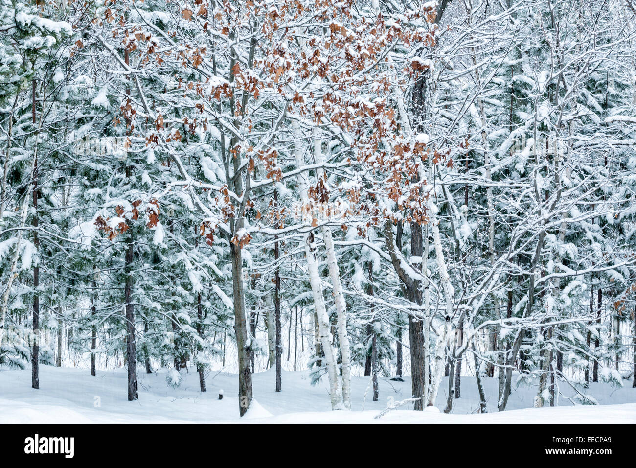 Snowfall, Sudbury, Ontario, Canada Stock Photo Alamy