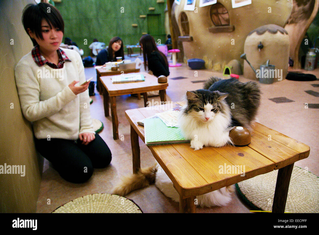 Drinking With Cat Girls In Tokyo's Kichijoji 