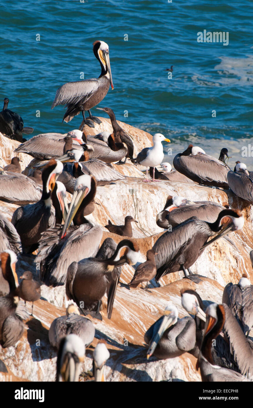 Brown pelicans (Pelecanus occidentalis), Ellen Browning Scripps Marine Park, La Jolla, California Stock Photo