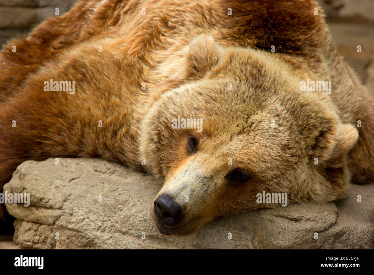 Brown bear, Denver Zoo, Denver, Colorado Stock Photo - Alamy