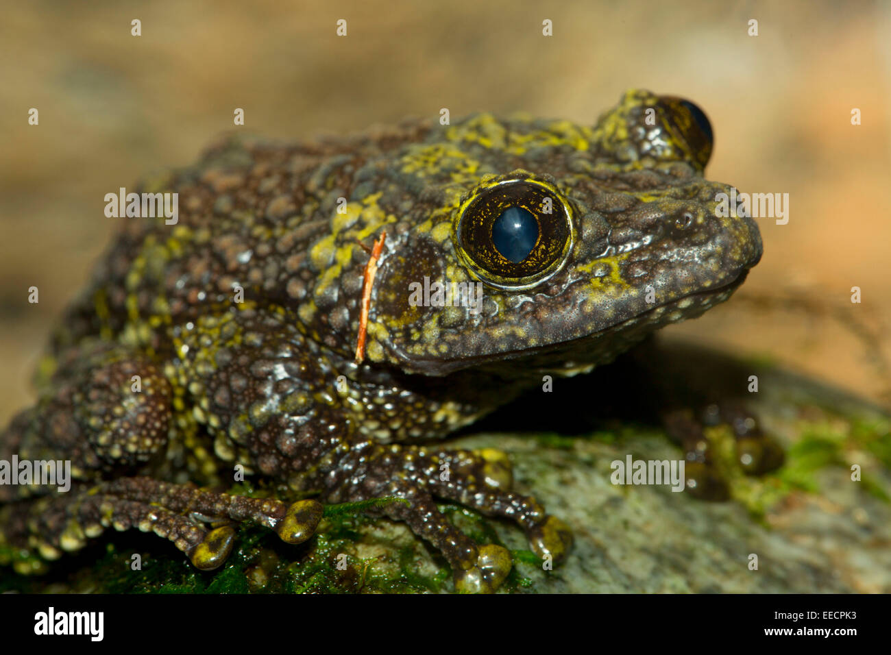 Mossy frog, Denver Zoo, Denver, Colorado Stock Photo Alamy