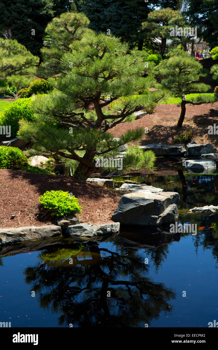 Japanese Garden, Denver Botanic Garden,  Denver, Colorado Stock Photo