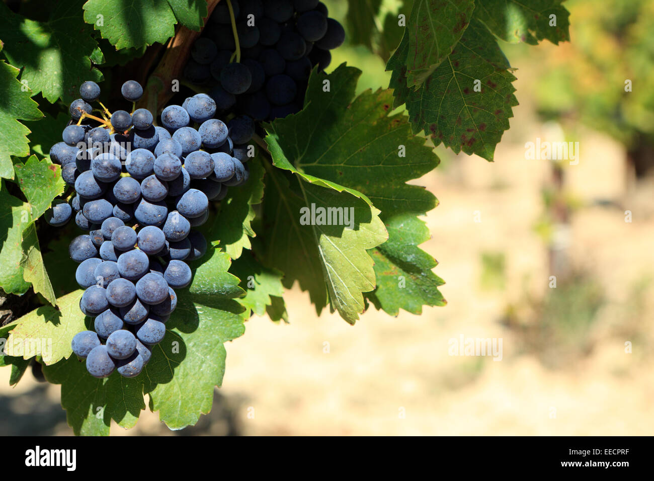 Red wine grapes growing in a vineyard in the Cotes Du Rhone region of