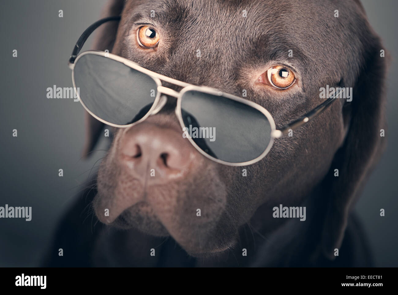 Shot of a Labrador with Sunglasses Stock Photo