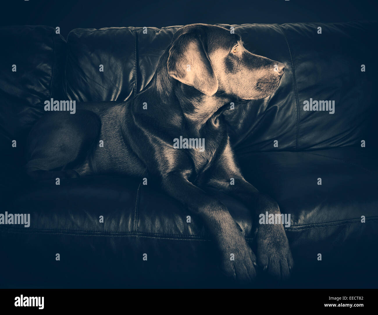 Labrador on Sofa Stock Photo