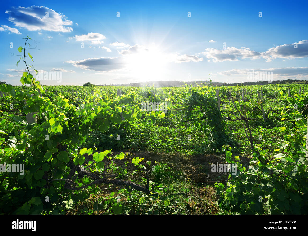 Beautiful sunny day in the summer vineyard Stock Photo