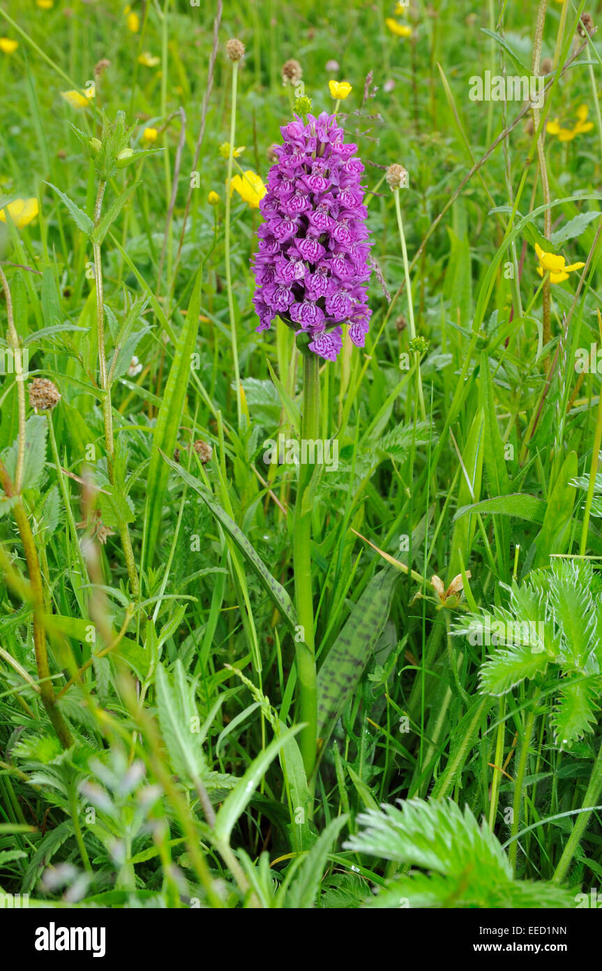 Northern Marsh Orchid - Dactylorhiza purpurella cambrensis Growing on Machair grassland Stock Photo
