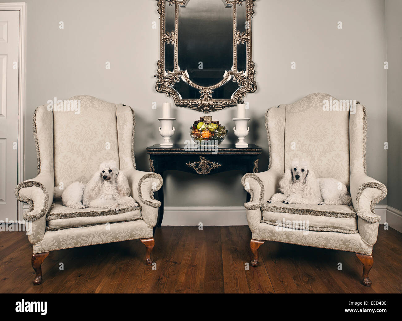 Poodles sitting on Armchair in Posh Room Stock Photo