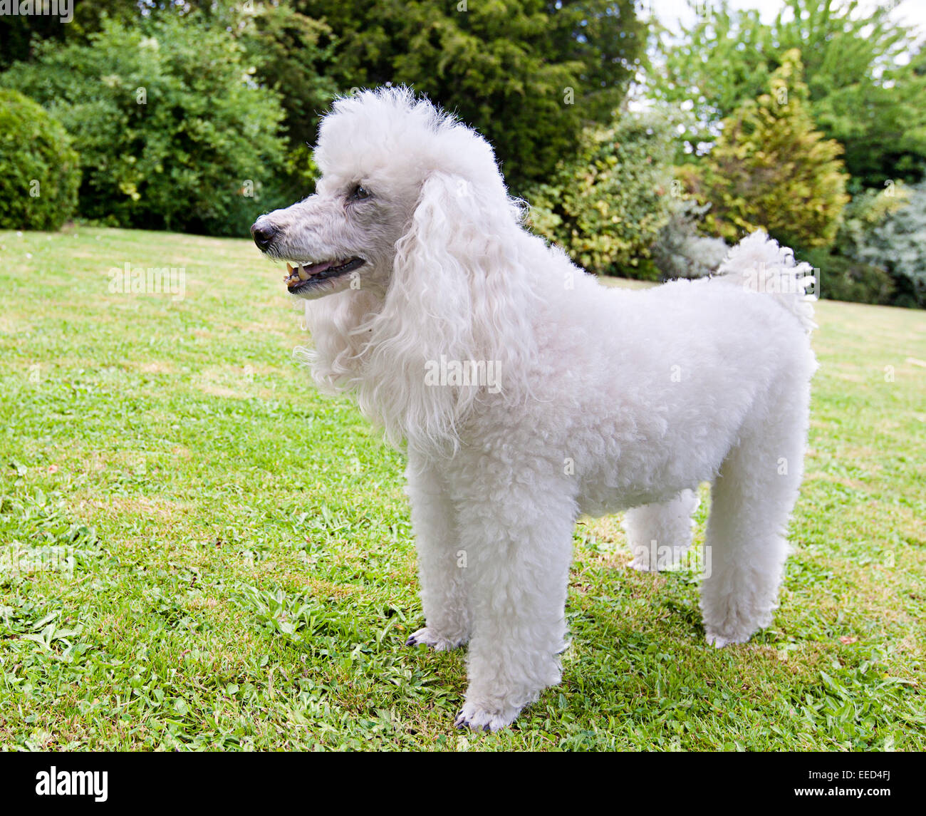 White Miniature French Poodle in Garden Stock Photo
