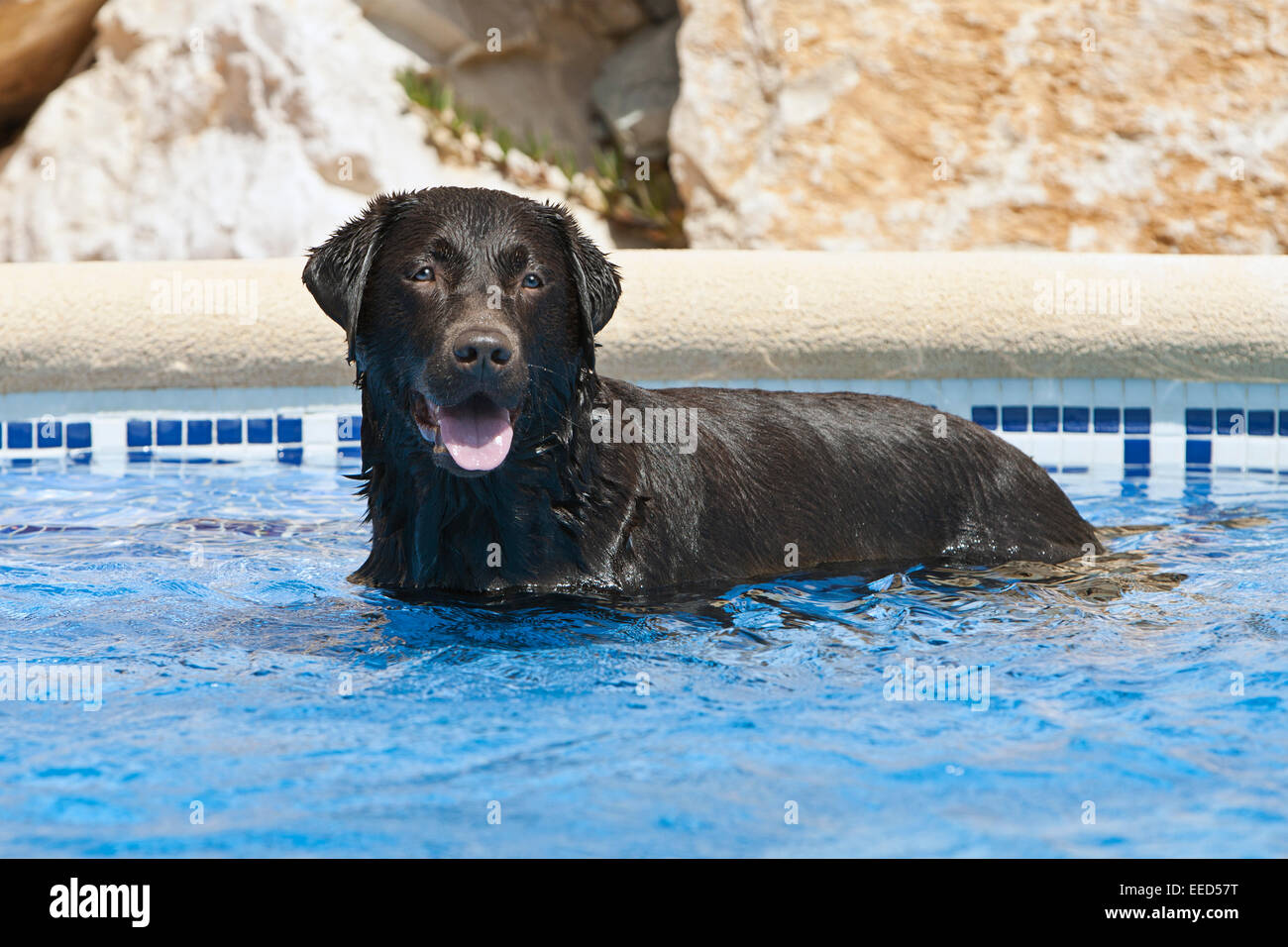 Labrador in Swimming Pool Stock Photo Alamy