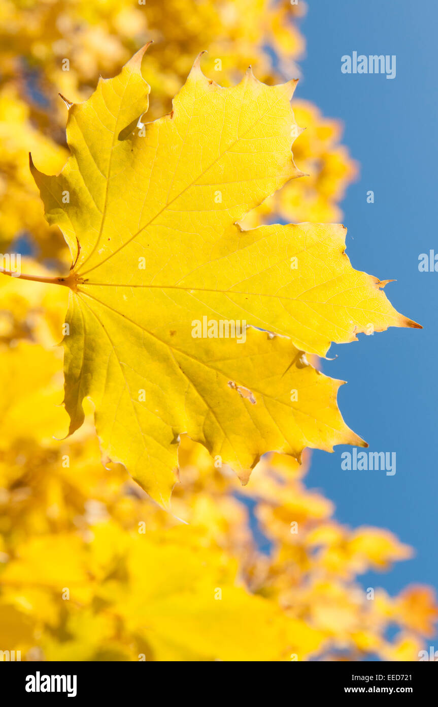 Golden autumn leaves against a blue sky hi-res stock photography and ...