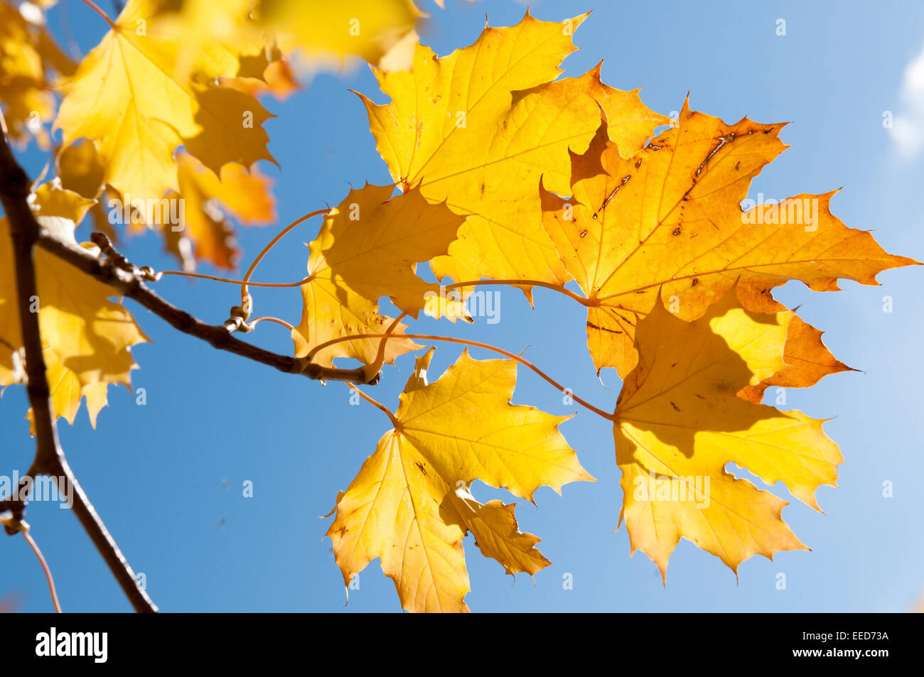 Close up of golden autumn leaves against a blue sky Stock Photo - Alamy