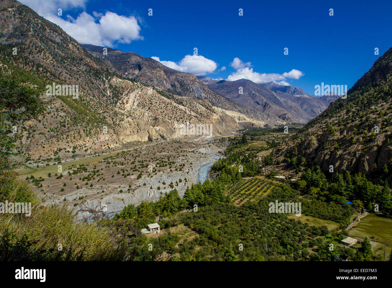 Green farmland contrasts with the scrub brush of the Himalayan rain