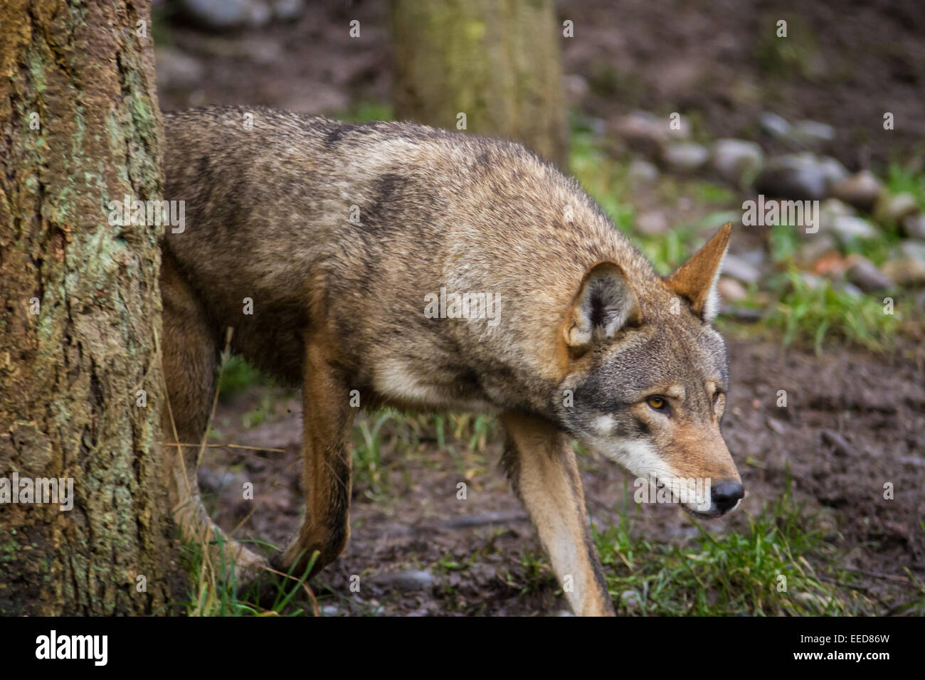 A red wolf emerges from behind a tree, hunting something unseen. Stock Photo