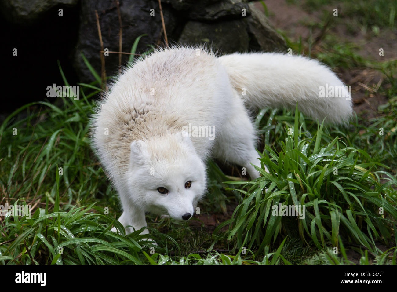 An arctic fox in its fluffy white winter coat Stock Photo - Alamy