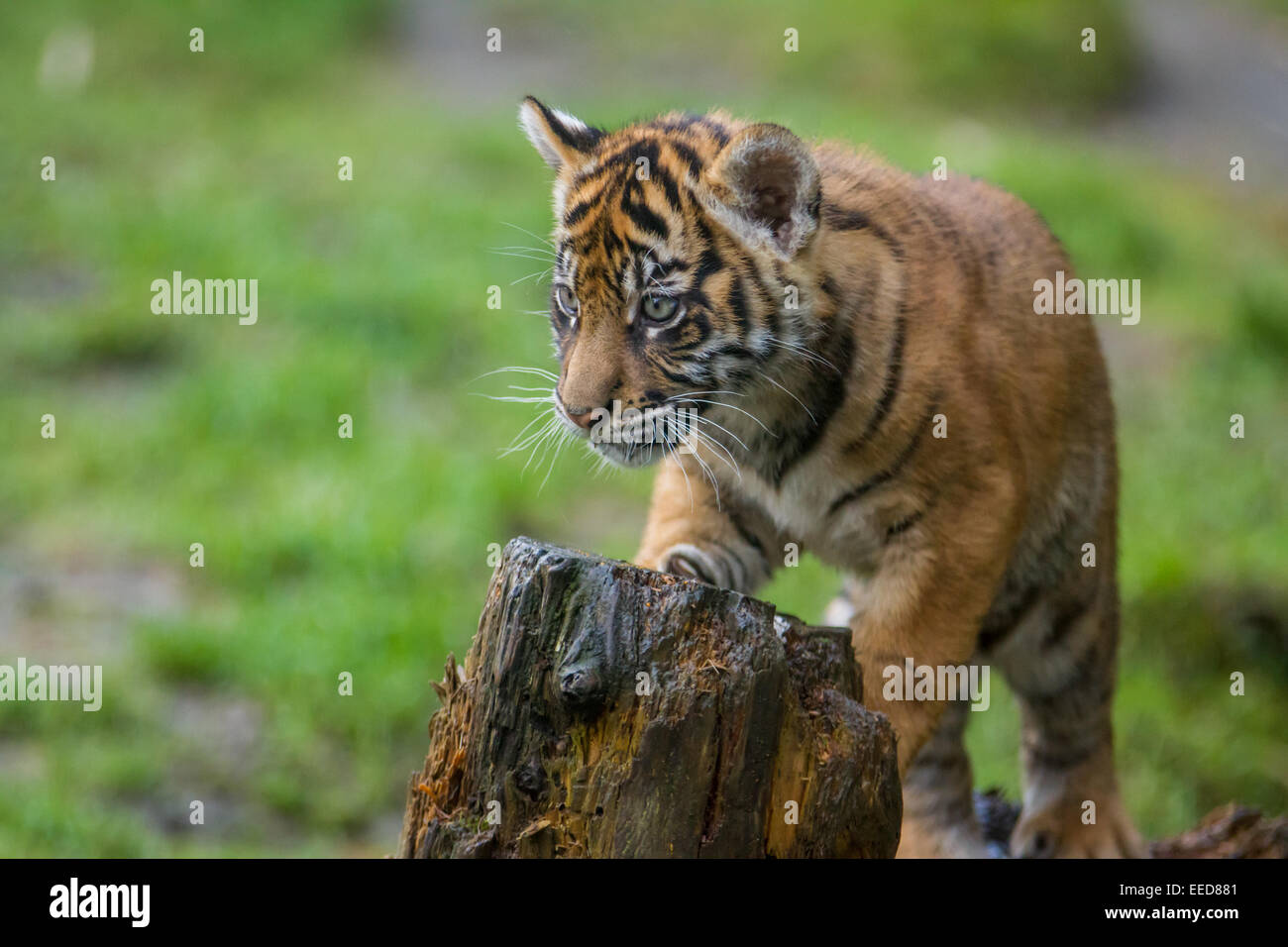 A Sumatran Tiger cub plays with a tree stump. Stock Photo