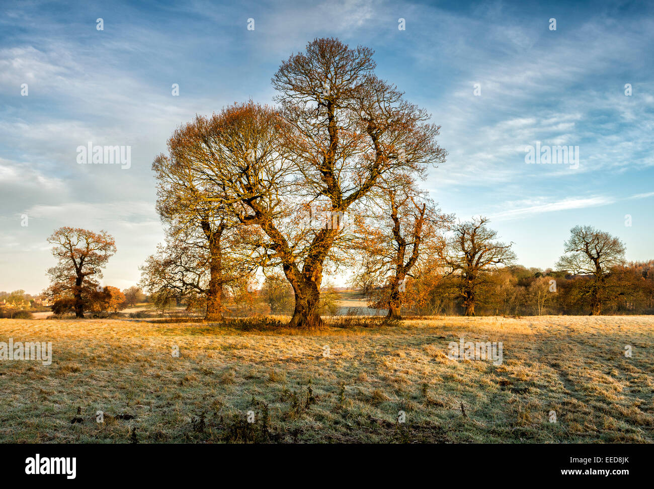 Dawn light on a group of trees near Castle Howard, Stately home Stock Photo
