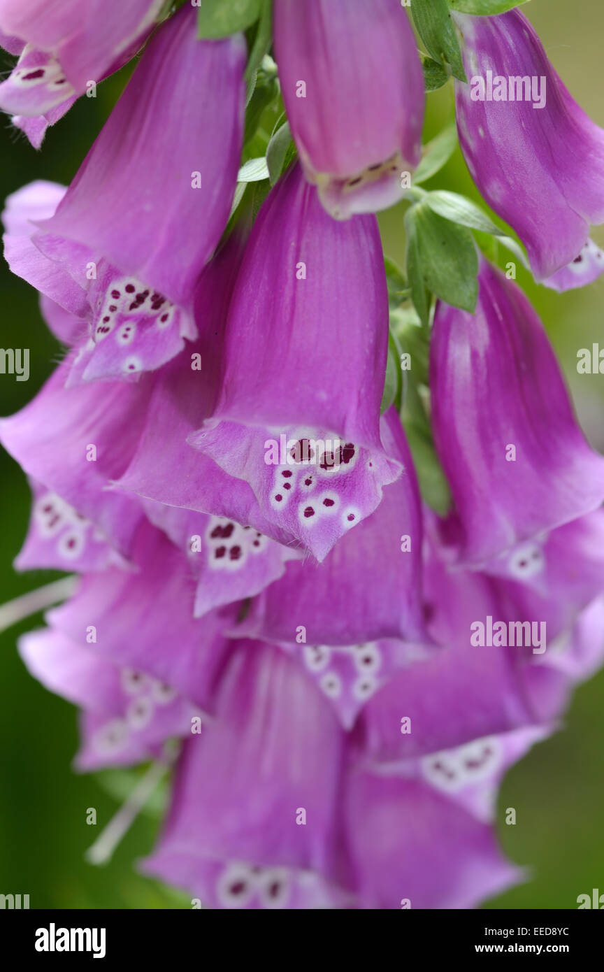Close-up purple flowers of foxglove - Digitalis purpurea. Popular garden plant. Selective focus. Stock Photo