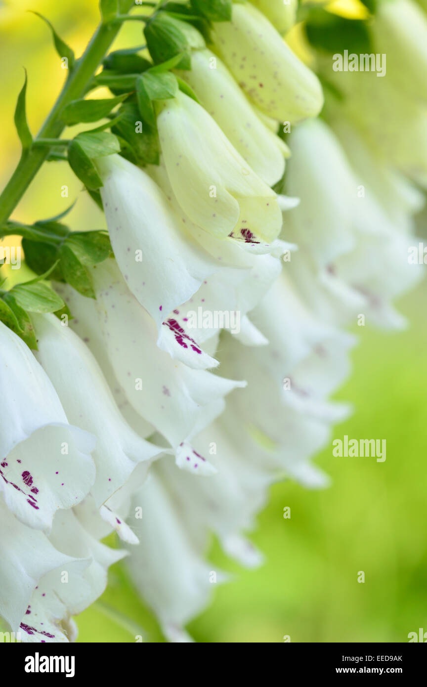 Close-up white flowers of foxglove - Digitalis purpurea. Popular garden plant. Selective focus. Stock Photo