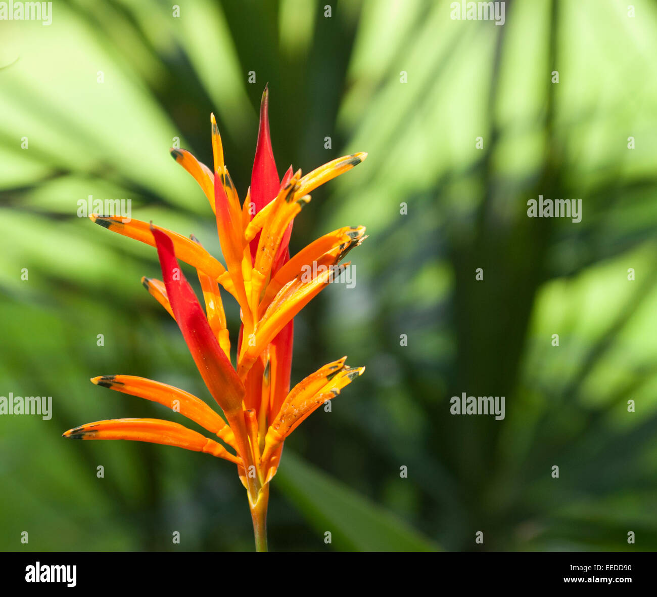 flower of Costa Rica Stock Photo
