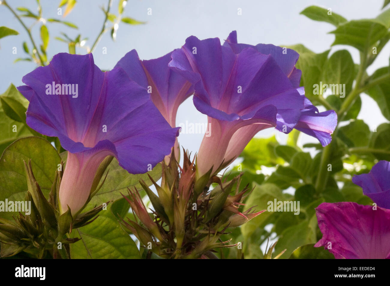 Purple pink convolvulus. Convolvulus /kənˈvɒlvjuːləs/ is a genus of about 200 to 250 species of flowering plants Stock Photo