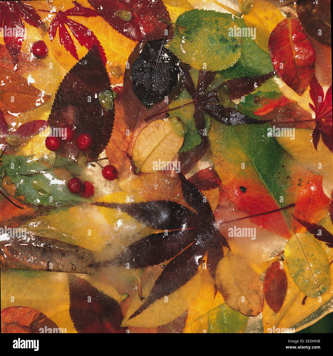 Fallen leaves, berries and fruits enclosed into the icy water Stock Photo