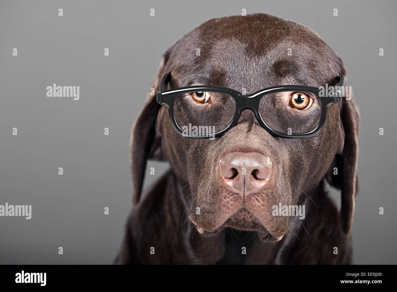 Shot of a Chocolate Labrador in Glasses Stock Photo