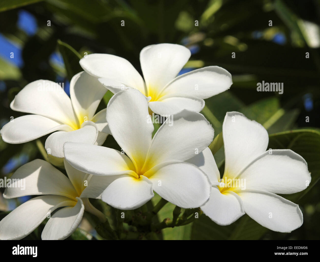 Thailand Siam Asien Suedostasien Tourismus Blumen Blume Bluete Weiss Stock Photo Alamy