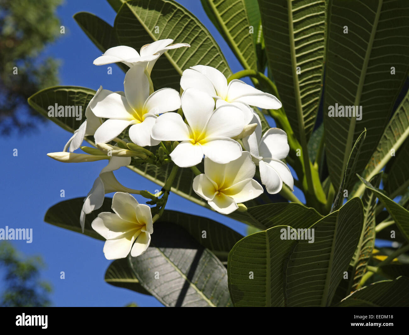 Thailand Siam Asien Suedostasien Tourismus Blumen Blume Bluete Weiss Stock Photo Alamy