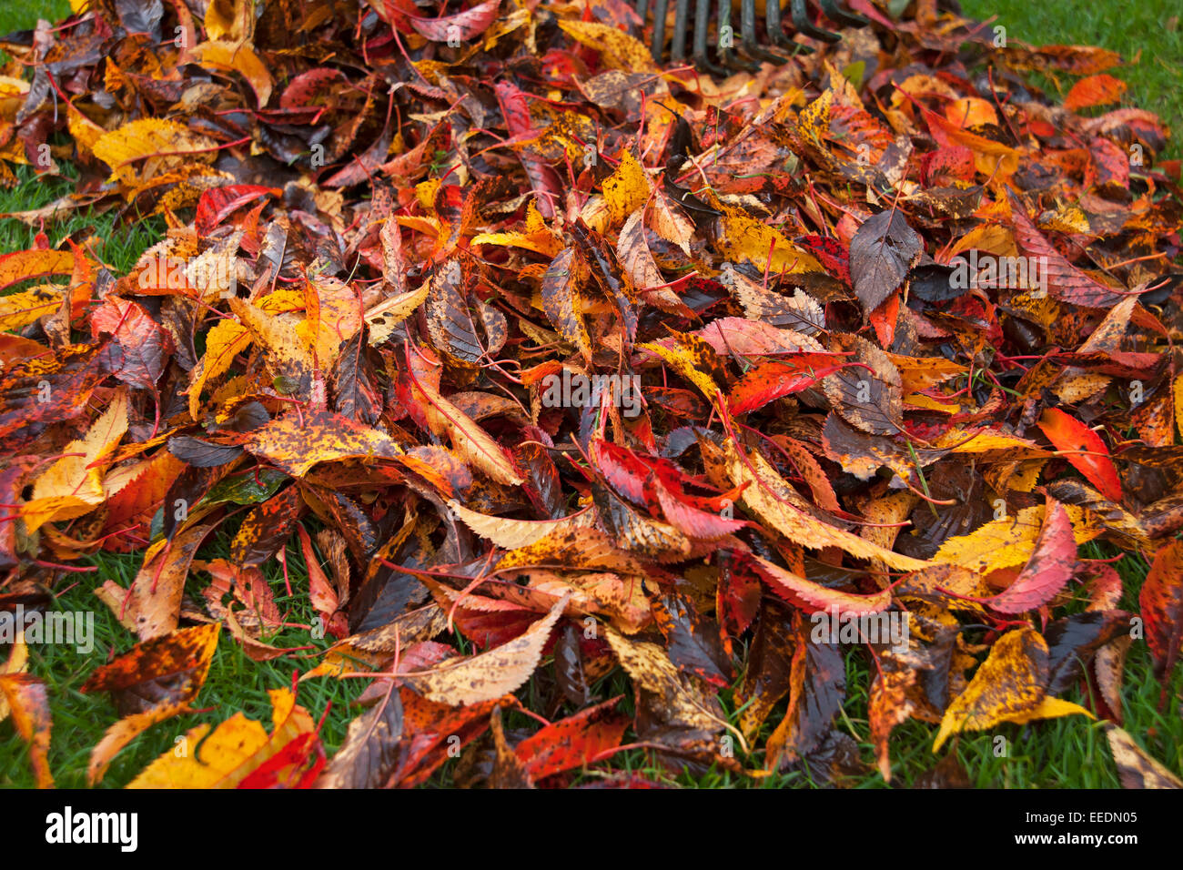 Close up of a pile of colourful colorful fallen leaves in the garden in autumn York North Yorkshire England UK United Kingdom GB Great Britain Stock Photo