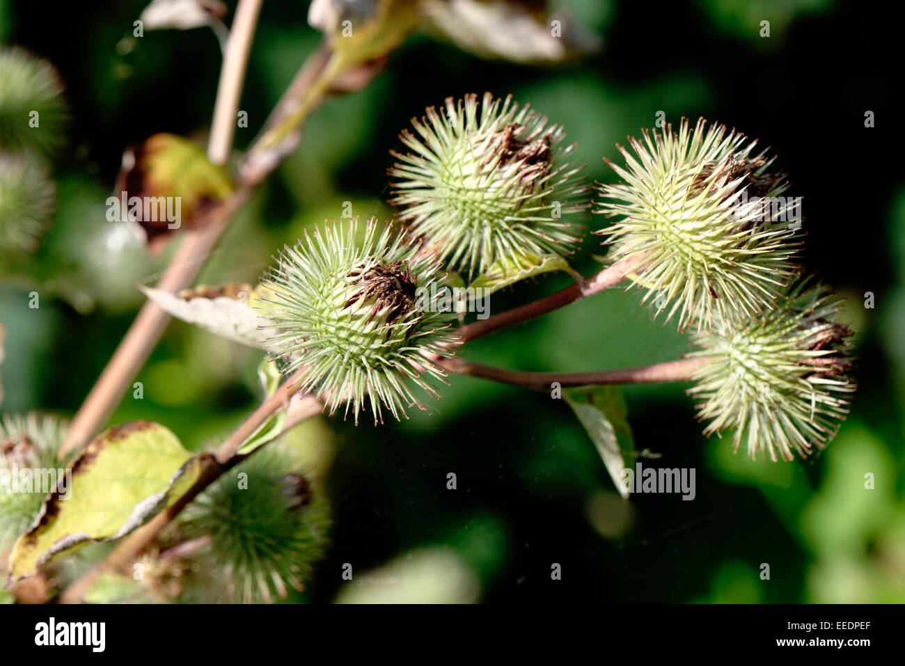 The velcro plant hi-res stock photography and images - Alamy