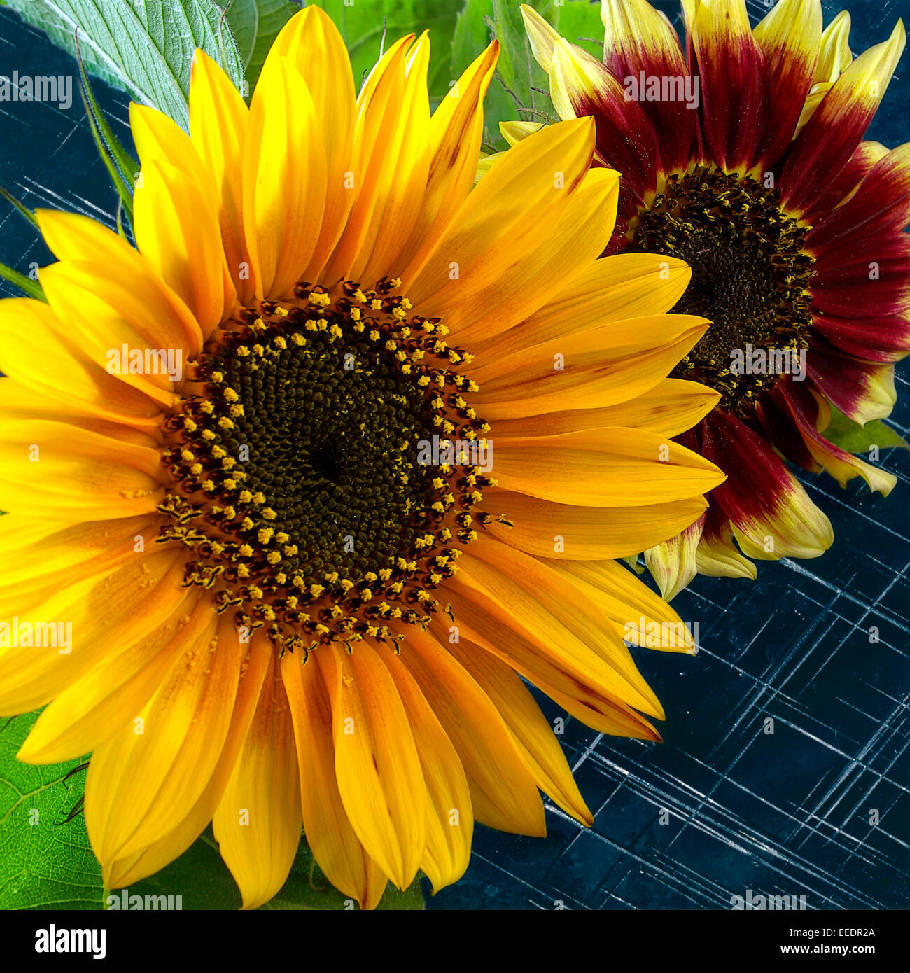 Two sunflowers over blue background. Stock Photo