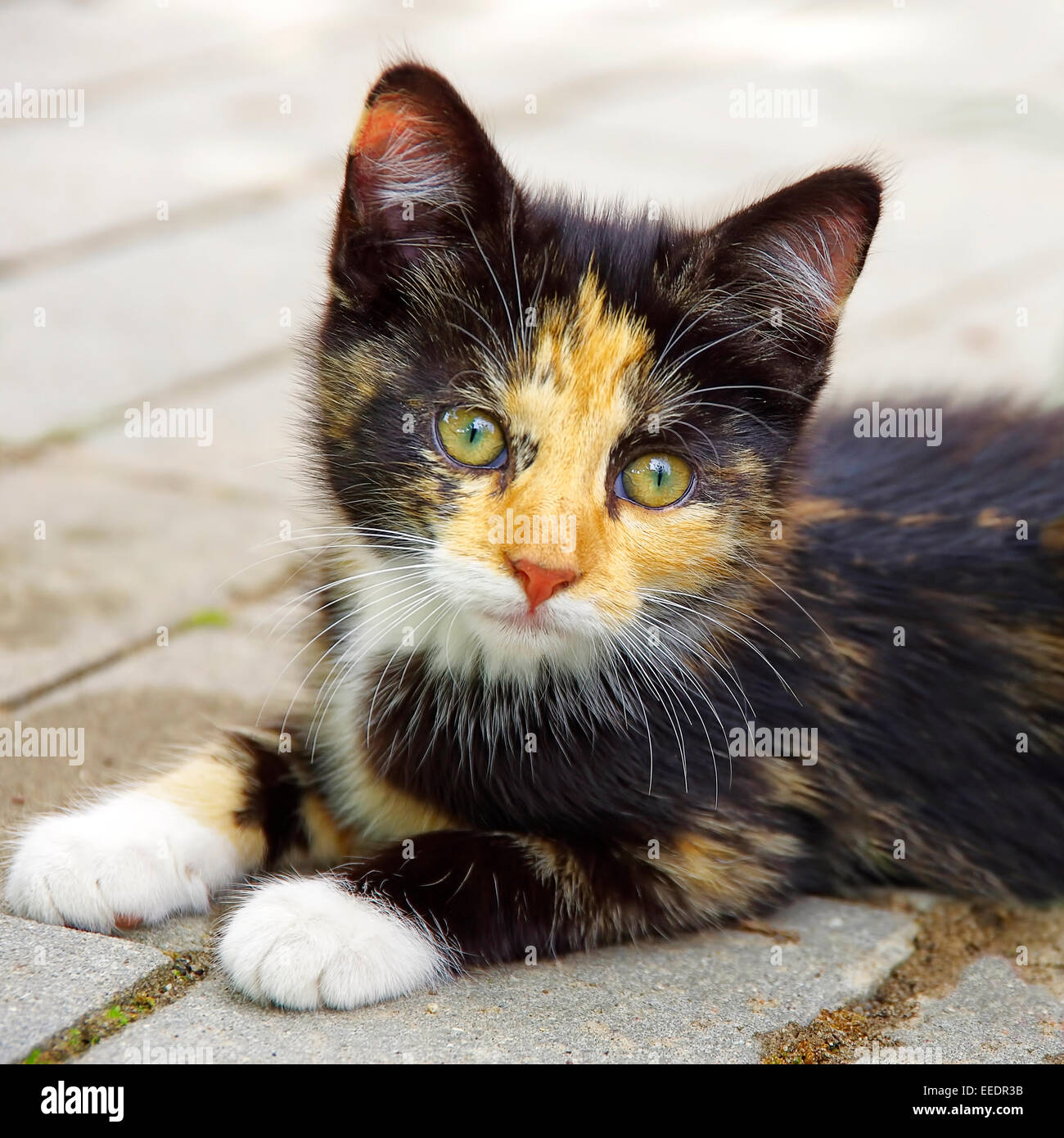 Little Calico Kitten Stock Photo - Alamy