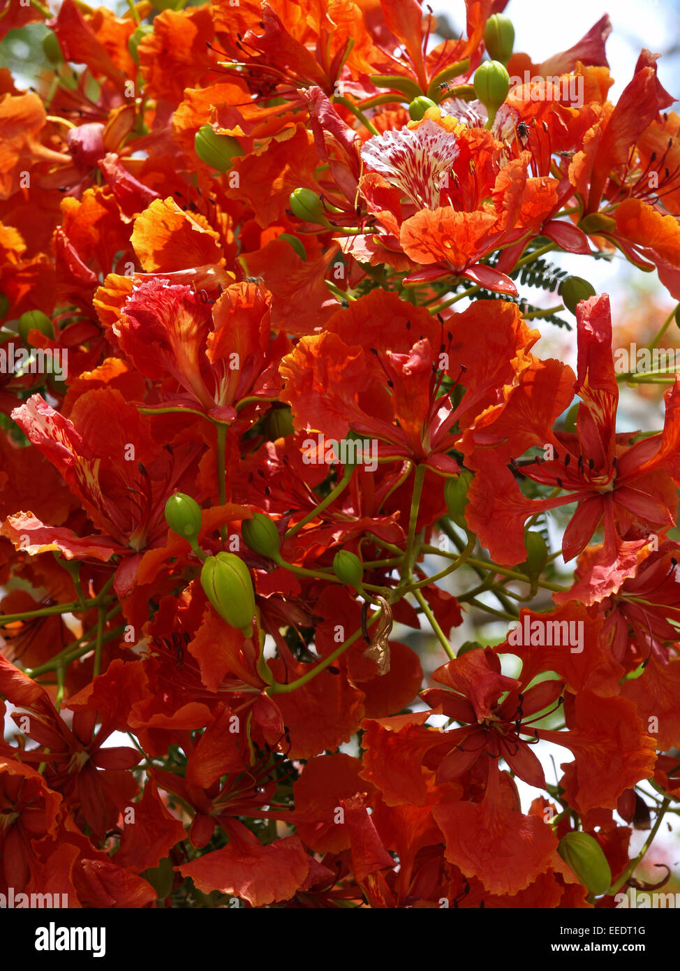 Thailand Siam Asien Suedostasien Tourismus Blumen Blume Bluete Detail, Blueten, Natur, Vegetation, Botanik, Pflanze, Baum, blueh Stock Photo