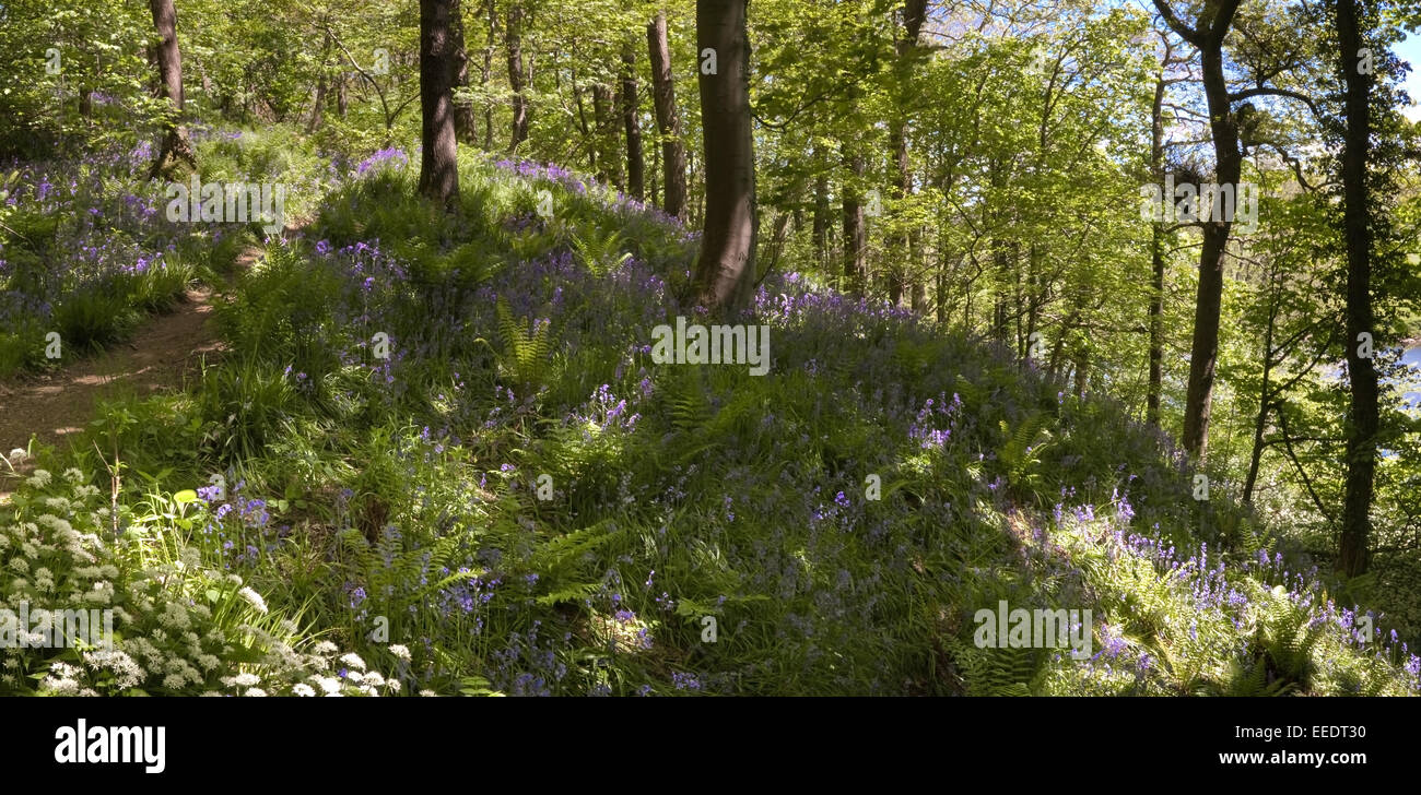 Bluebells at Aughton Woods in Lancashire, England UK Stock Photo