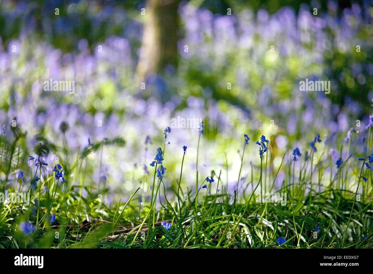 Bluebells at Aughton Woods in Lancashire, England UK Stock Photo