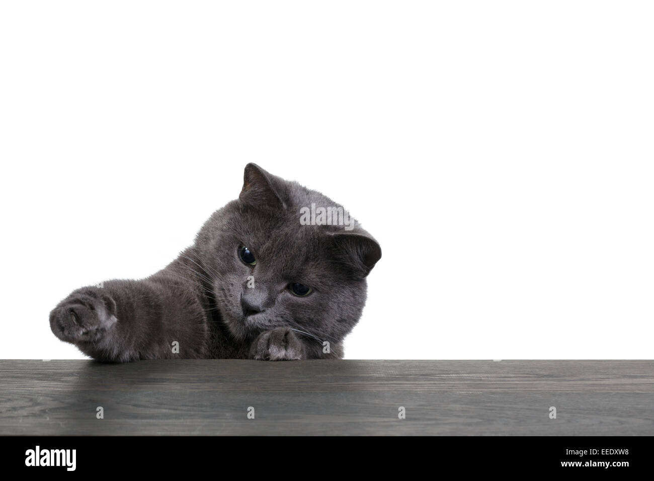Portrait of cat on blue wooden board white copyspace Stock Photo - Alamy