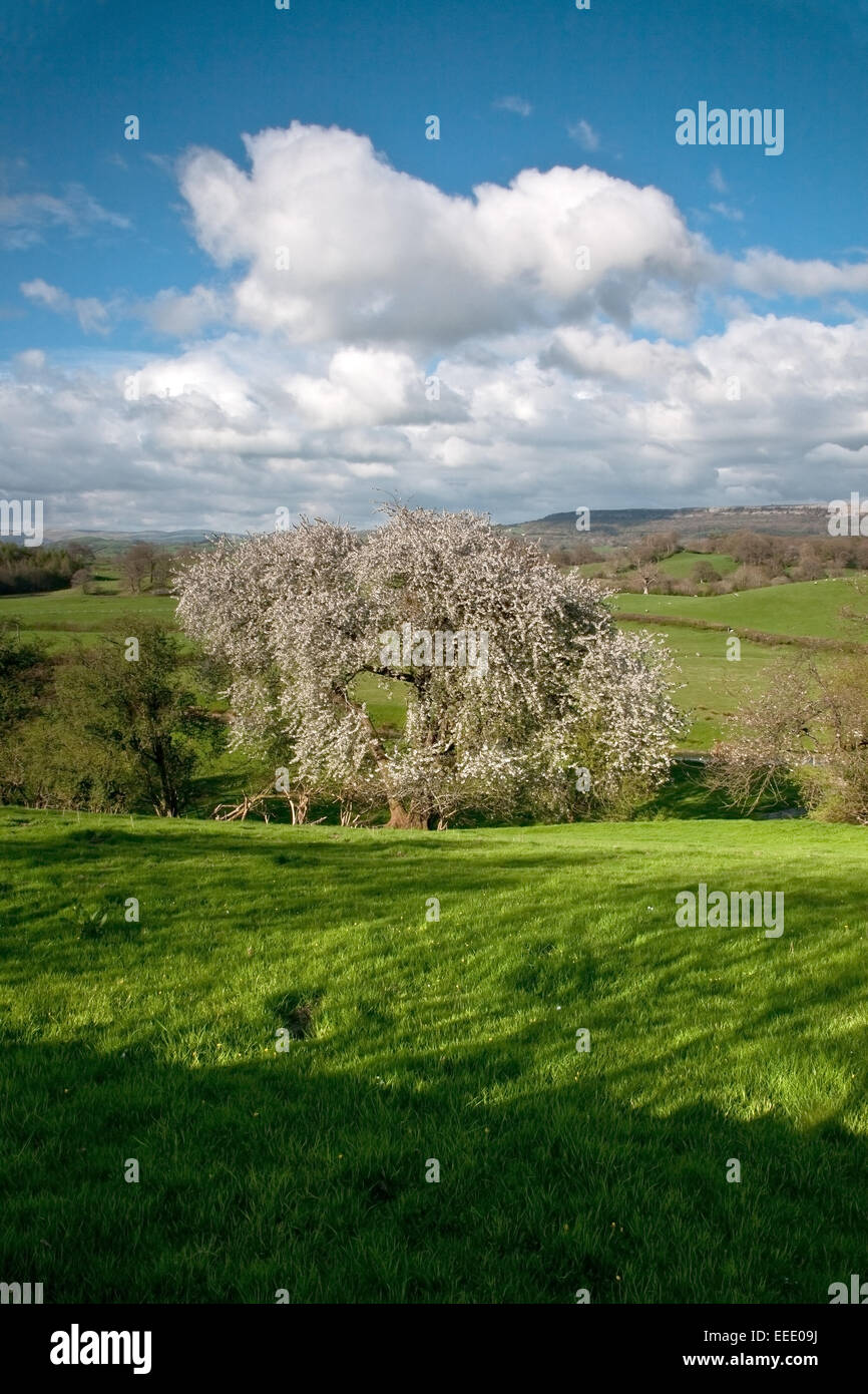 A single tree laiden with damson blossom in the Lyth Valley in the Lake District Stock Photo
