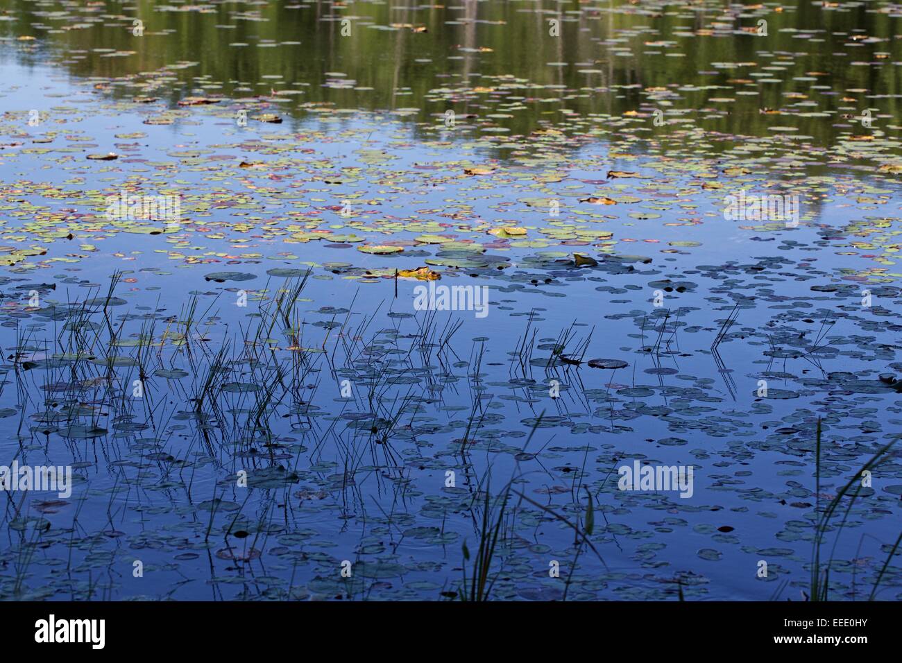 Reeds and lily pads in Loda Lake, Michigan Stock Photo Alamy